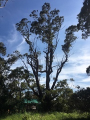 Eucalyptus botryoides