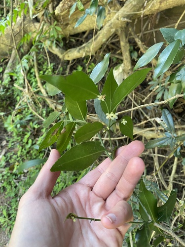 Lydenburgia abbottii, photograph 1