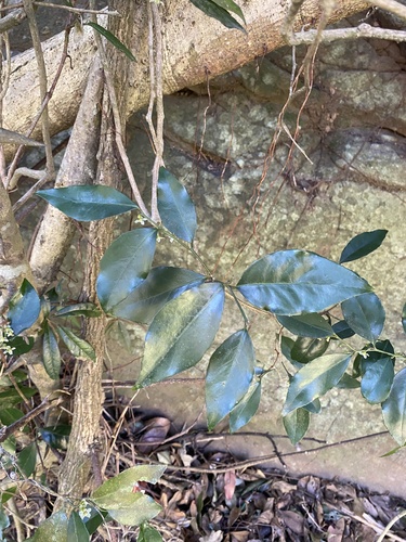 Lydenburgia abbottii, photograph 2