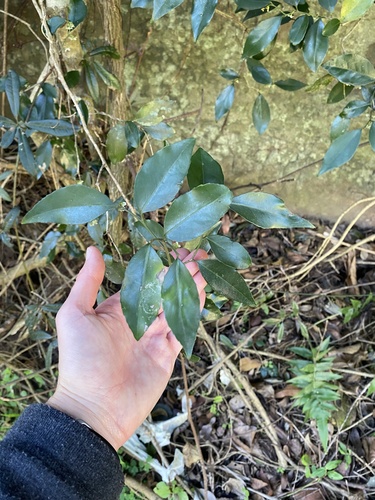 Lydenburgia abbottii, photograph 3