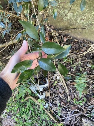 Lydenburgia abbottii, photograph 4