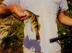 Paralabrax nebulifer