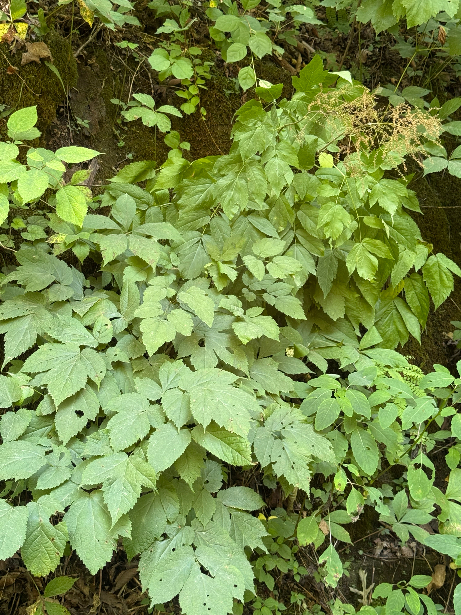 False Goatsbeard (Astilbe biternata)