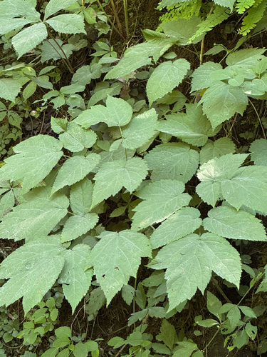 Astilbe biternata, photograph 3