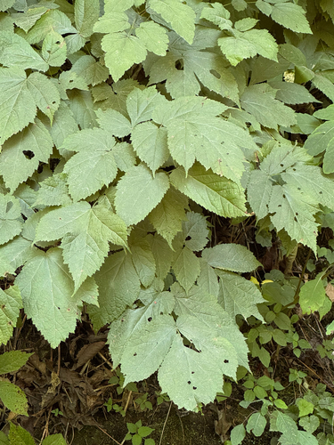 Astilbe biternata, photograph 2