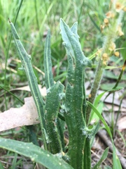 Plantago gaudichaudii