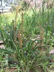 Plantago gaudichaudii