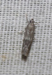 Eurythmia angulella