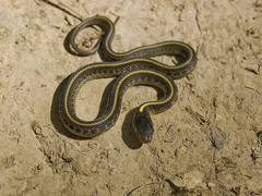 Thamnophis sirtalis concinnus
