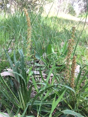 Plantago gaudichaudii