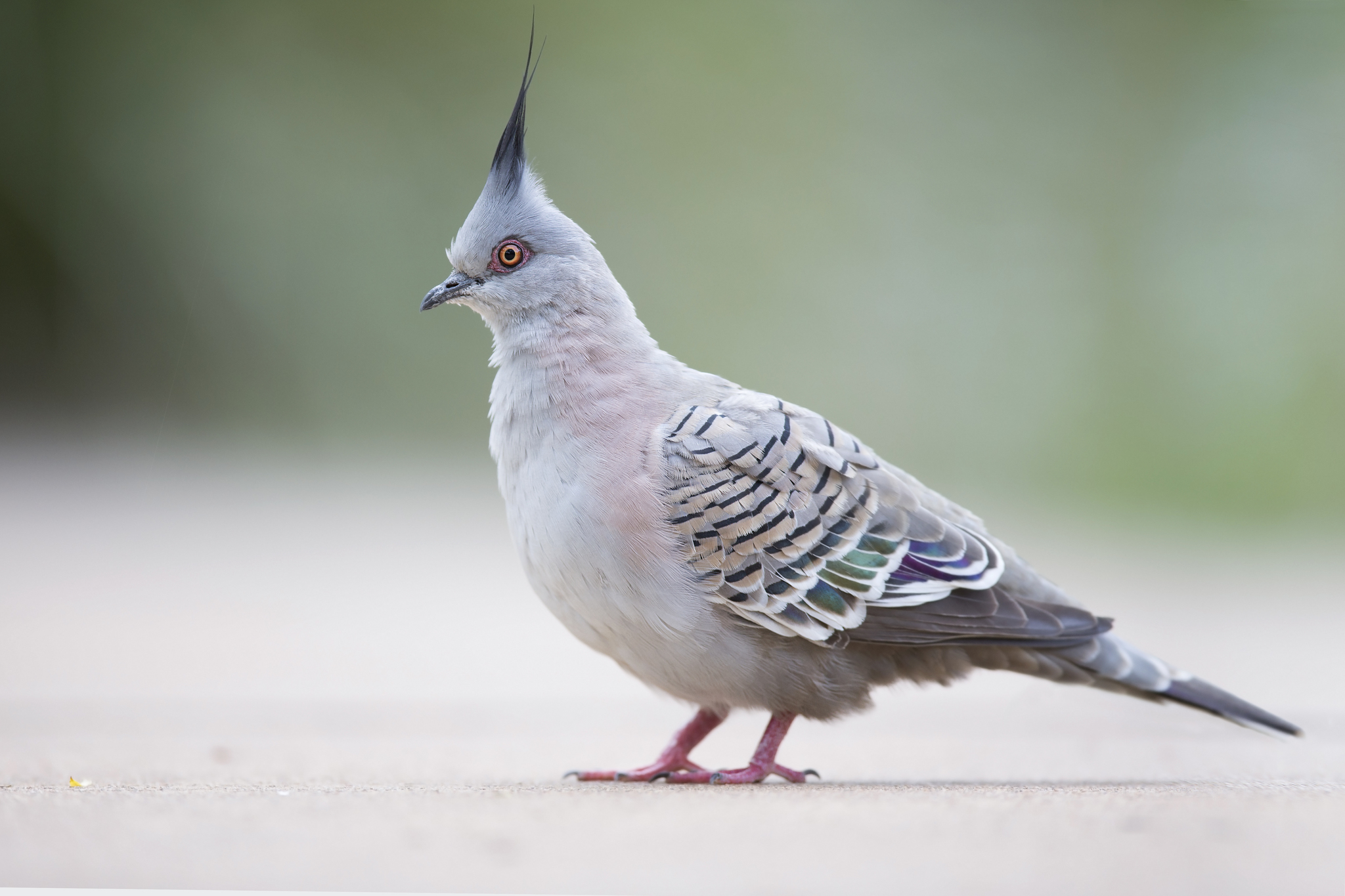 トップス pigeon JeffStapleMightyJaxx82622.png
