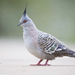 Crested Pigeon - Photo (c) JJ Harrison, some rights reserved (CC BY-SA)