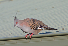 Crested Pigeon photo 4
