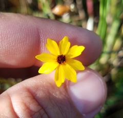 Coreopsis