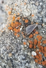 Rufoplaca arenaria
