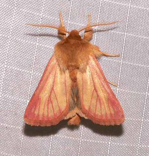 Nephelodes carminata