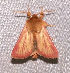 Nephelodes carminata