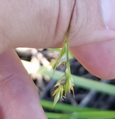 Cyperaceae