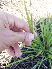 Cyperaceae