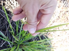 Cyperaceae