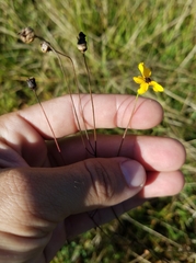 Coreopsis