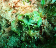 Dictyosphaeria sericea