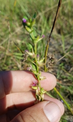 Magnoliopsida