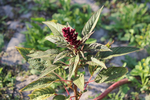 Amaranthus cruentus