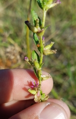 Magnoliopsida