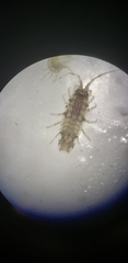 Synidotea laticauda