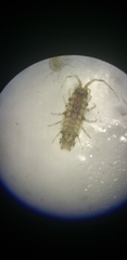 Synidotea laticauda