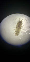 Synidotea laticauda