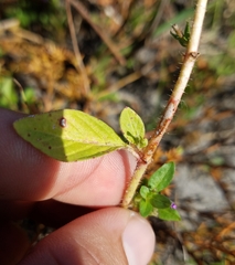 Magnoliopsida