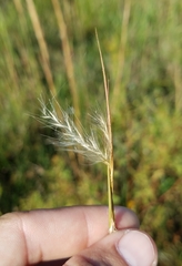 Poaceae