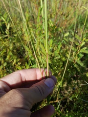 Poaceae