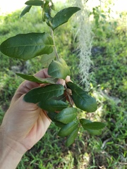 Quercus