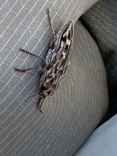 iNaturalist observation photo of Western Sculptured Pine Borer