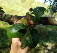 Quercus