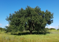 Quercus
