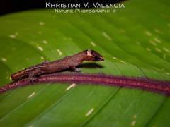 Lepidoblepharis sanctaemartae