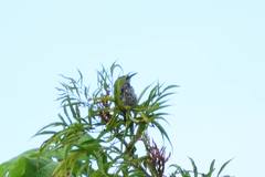 Campylorhynchus jocosus