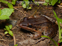 Leptodactylus insularum