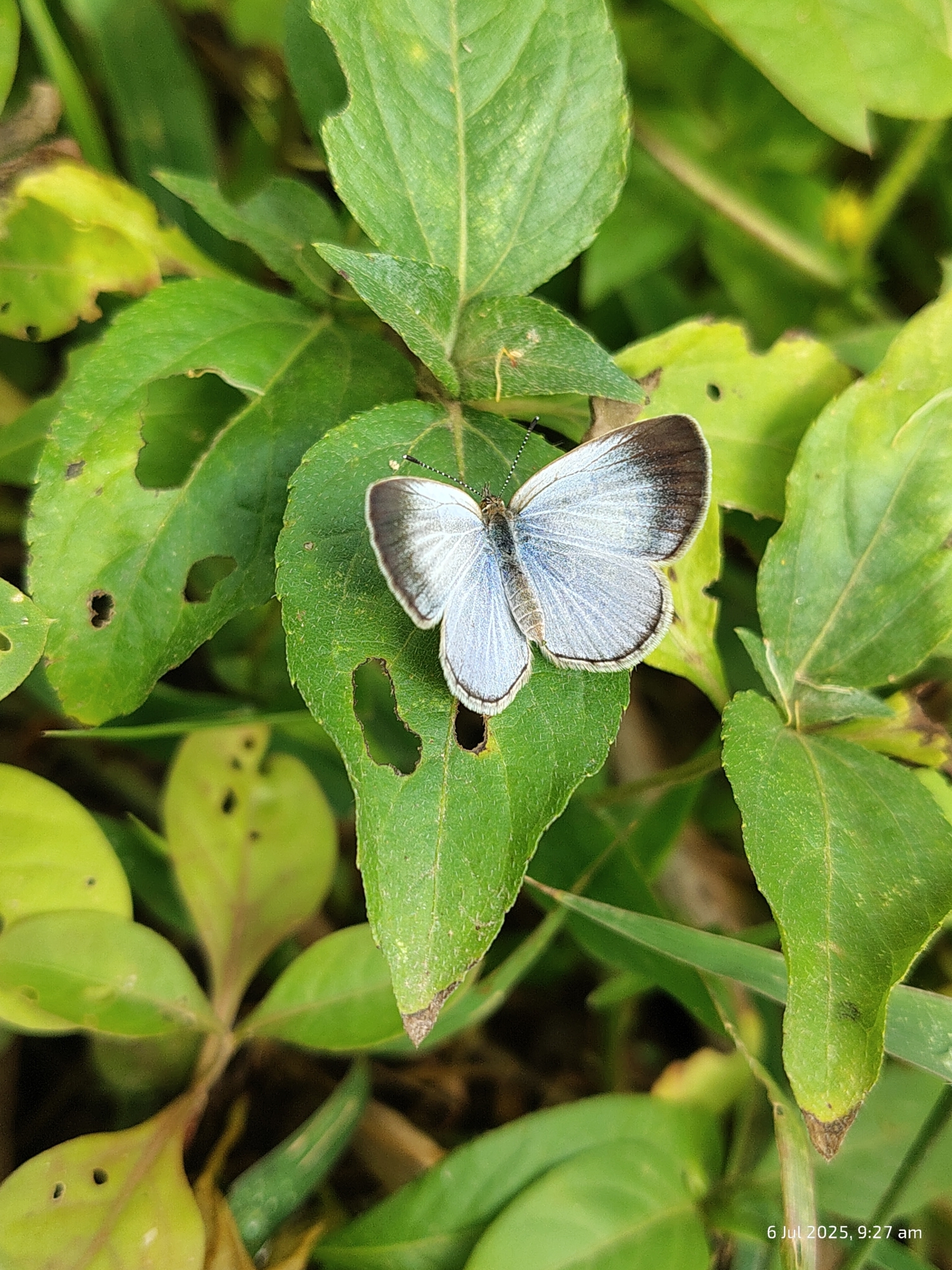 Pale Grass Blue