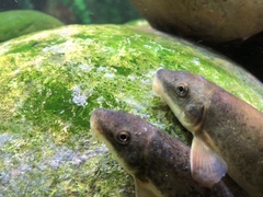 Pantosteus platyrhynchus