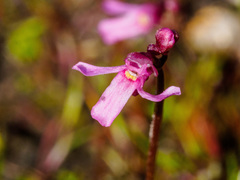 Utricularia tenella