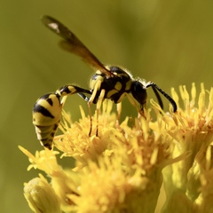 Eumenes verticalis
