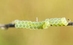 Insecta