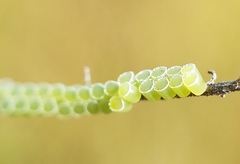 Insecta