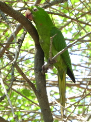 Psittacara leucophthalmus