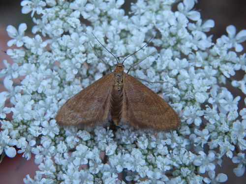 Anthomètre plumeuse (L')